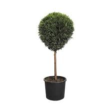 [27555] Cupresocyparis leylandii Clt 7 1/4 fusto