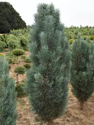 [24395] Pinus sylv. Fatigiata C7,,5