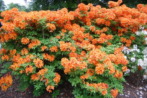 [27804] Azalka (Azalea) "Golden Eagle"