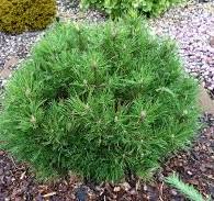 [25908] Pinus mugo Hesse C 4 l