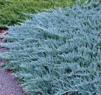 [22826] Borievka (Juniperus) "Blue Chip"