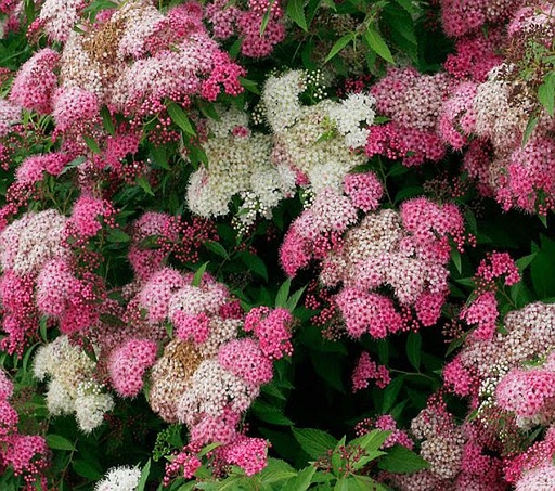 [10100] Spirea Japonica Genpei