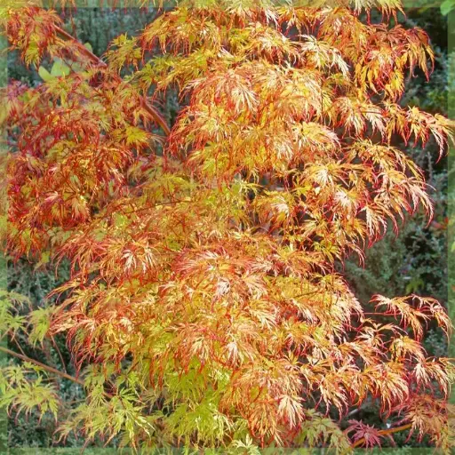 [27948]  Javor dlaňolistý (Acer palmatus) "Orange Dream" 20-30, K2,5
