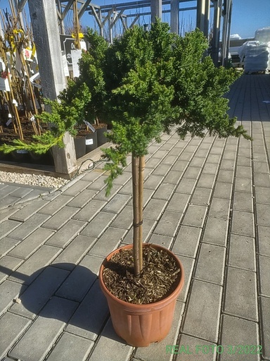 [27811] Borievka poliehavá (Juniperuis procumbens) "Nana", C10 Pa100