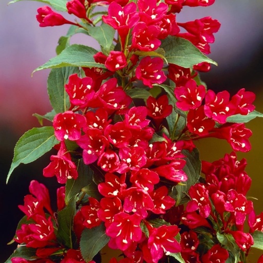 [27957]  Vajgélia kvetnatá (Weigela) "Bristol Ruby"