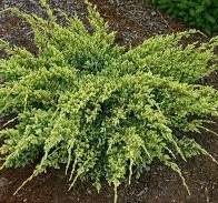 [4546] Borievka šupinatá (Juniperus squamata) "Dream Joy"