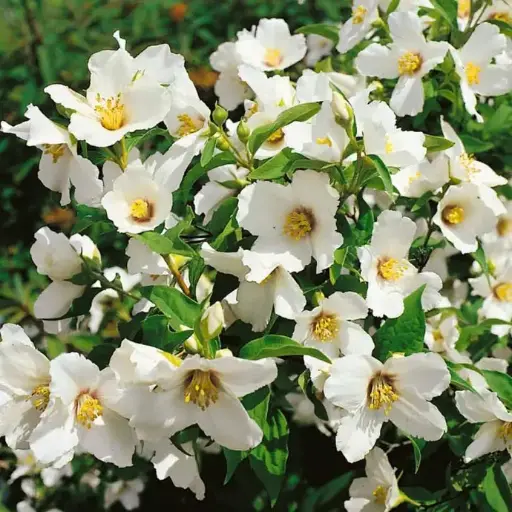 [27747] Pajazmín (Philadelphus) "Belle Etoile"