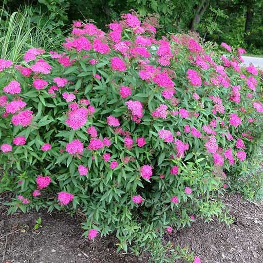[27758] Tavoľník japonský (Spirea japonica) "Anthony Waterer"