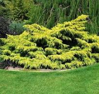 [27748] Borievka (Juniperus) "Old Gold"