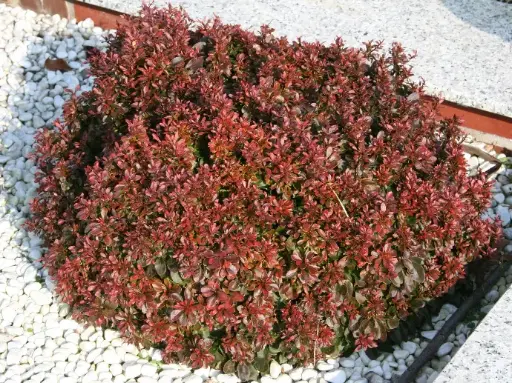 [24938] Berberis thunberengii "Atropurpurea Nana" K2,5 20/30