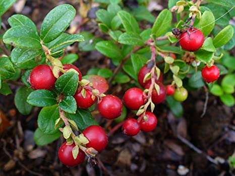[27841] Brusnica obyčajná (Vaccinium vitis-idaea)