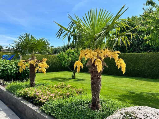 [25080] Trachykarp konopný Trachycarpus Fortunei