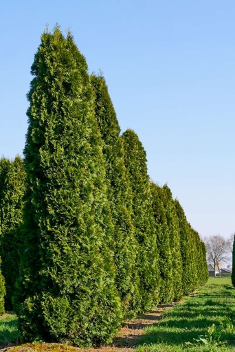 [25295] Tuja západná Thuja occidentalis smaragd, RB 150/170