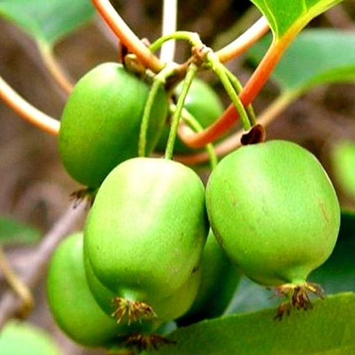 [27775] Aktinídia význačná (Actinidia arguta) "Weiki" samoprašná