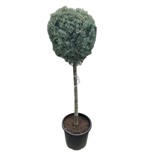 [28042] Cupressus Arizonica 1/2 kmeň