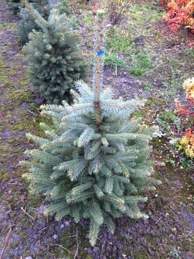 [27757] Borievka prostredná (Juniperus x media ) Glauca