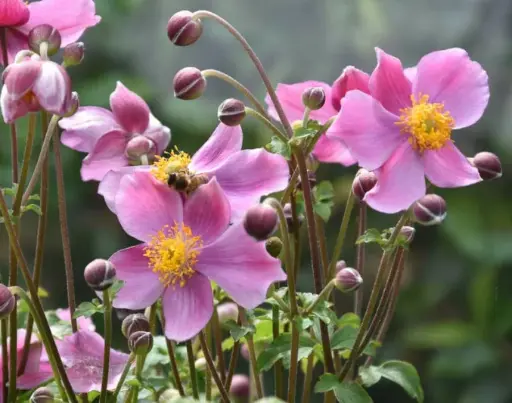 [0090] Anemone hup. Rose Shades