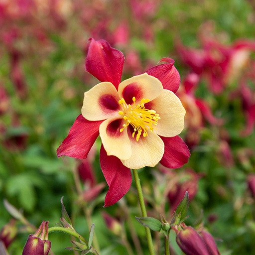 [0091] Aquilegia caerulea "Earlybird Red Yellow"