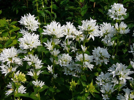 [0094] Zvonček klbkatý "Alba" (Campanula glomerata)