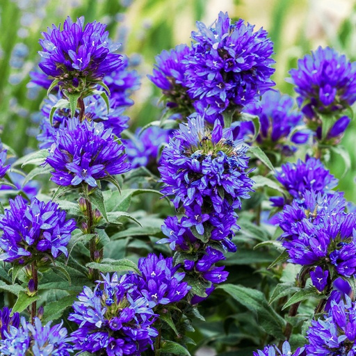 [0095] Zvonček klbkatý "Superba" (Campanula glomerata)