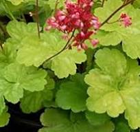 [0102] Heuchera "Little Cutie Sweet" (Heuchera x hybrida)