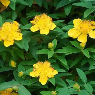 [0108] Ľubovník kalíškatý "Rose of Sharon" (Hypericum calycinum)