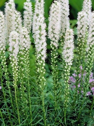 [0110] Liatris spicata "Floristan"
