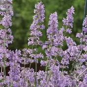 [0112] Kocúrnik záhradný  "Six Hills Giant" (Nepeta x faassenii)