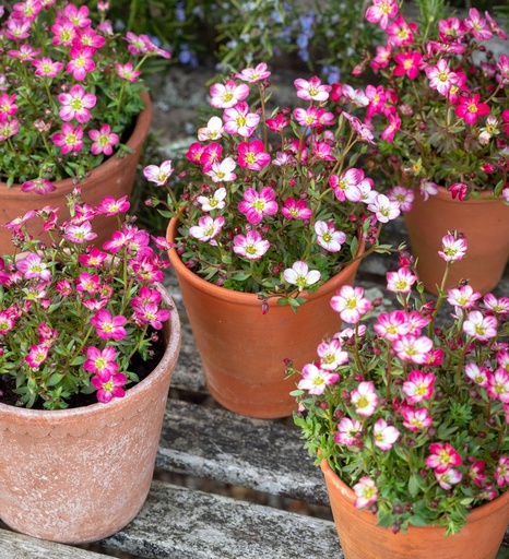 [0119] Saxifraga arendsii "Rockies Red"
