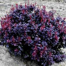 [0123] Berberis thunberengii Concorde
