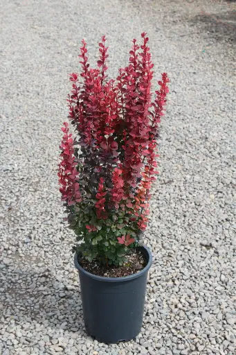 [0124] Berberis th. Red Rocket