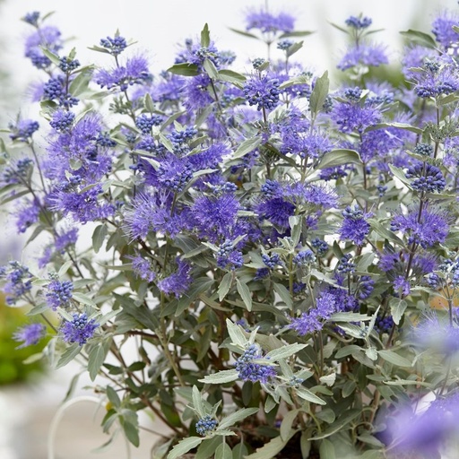 [0125] Caryopteris clan. "Sterling Silver"