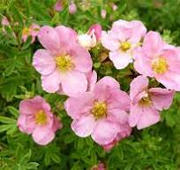 [0131] Nátržníkovec krovitý(Potentilla fruticosa) 'Pink Queen