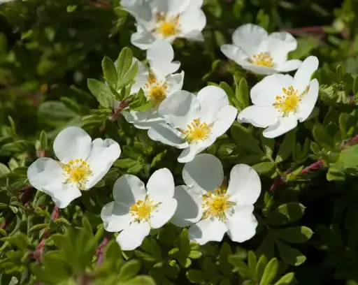 [0132] Nátržníkovec krovitý (Potentilla fruticosa) "Abbotswood"