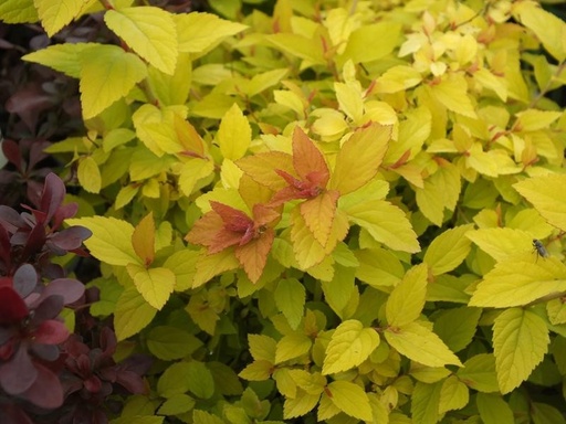 [0135] Tavoľník japonský (Spirea japonica) "Golden Princess"