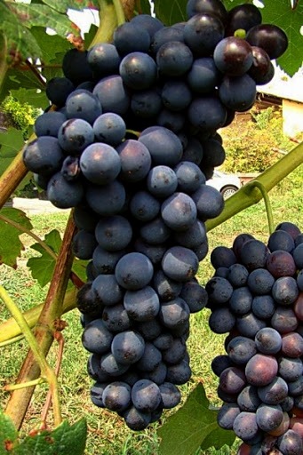 [0142] Vinič stolový (Vitis Vinifera) "Agat Donski"