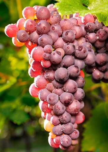 [0144] Vinič stolový (Vitis Vinifera) "Reliance"