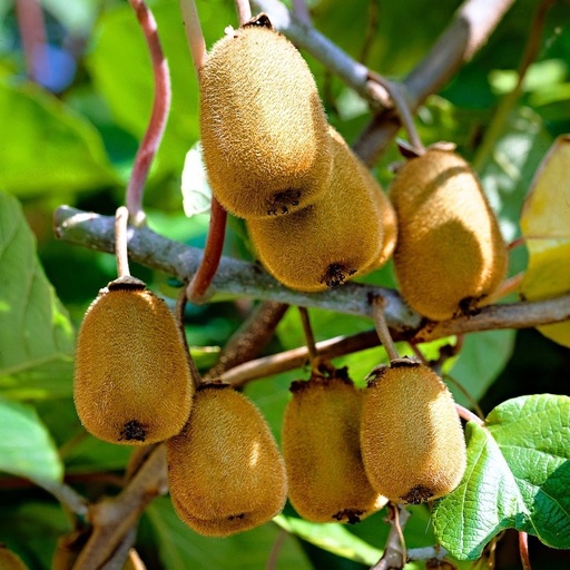 [0179] Aktinídia lahodná (Actinidia deliciosa) "Jenny" -samosprašná
