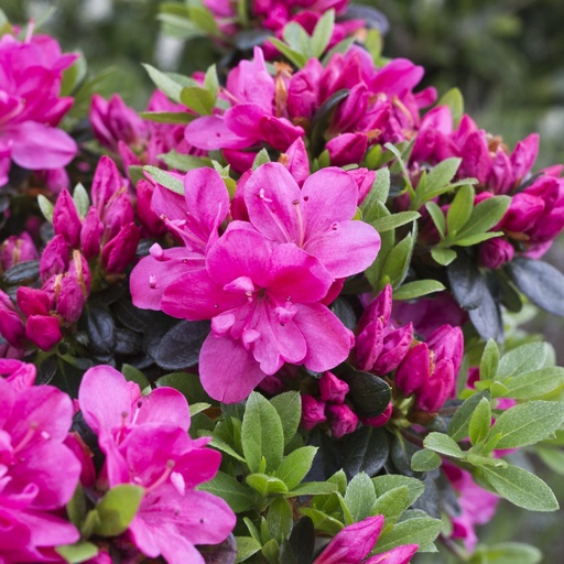 [0184] Azalka japonská (Azalea japonica) 'Anne Frank' 20-30, K2,5