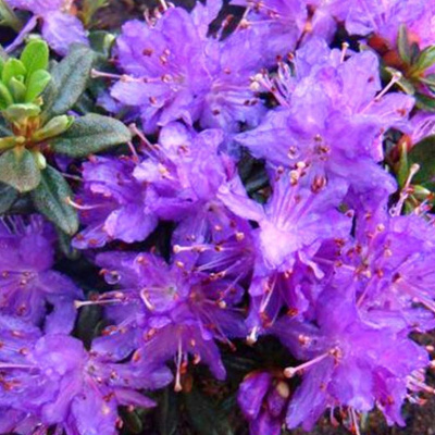 [0187] Azalka japonská (Azalea japonica) 'Purpurkissen'