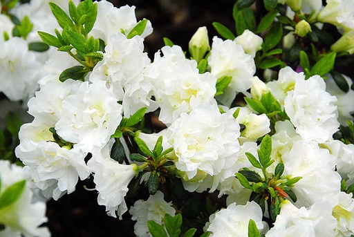 [0188] Azalea (J) Schneeperle