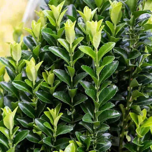 [0191] Bršlen japonský (Euonymus japonicus) "Green Spire" 20-30 K2,5