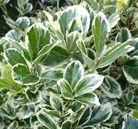 [0192] Euonymus jap. "Kathy" 20-30, K2,5