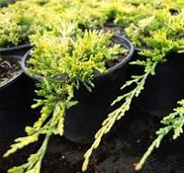 [0199] Borievka rozprestretá (Juniperus horizontalis) "Golden Carpet" 20-30, K2,5
