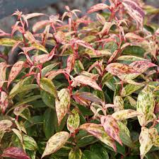 [0203] Leucothoe fontanesiana "Makijaz" 30-40, K4