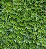 [0214] Parthenocissus tr. "Veitchii"