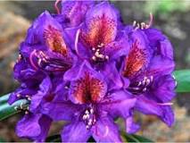 [0236] Rododendrón Rhododendron " Marcel Menard" 30-40