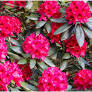 [0237] Rododendrón (Rhododendron "Nova Zembla" 30-40