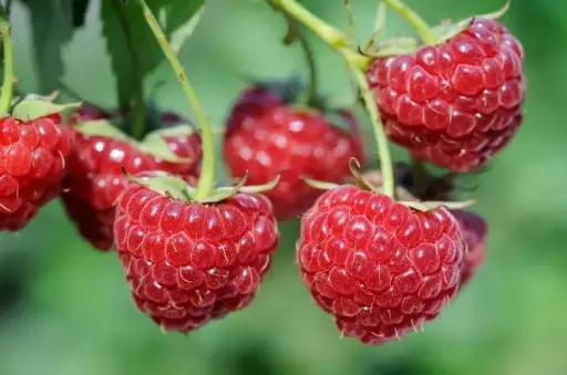 [0242] Malina červená (Rubus idaeus) "Fertodi Zamatos" RK2, C2L, 30-50cm