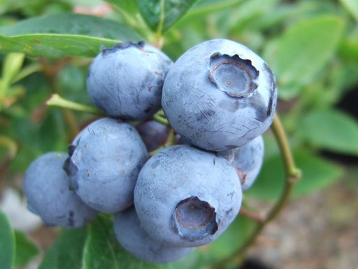 [0252] Čučoriedka kanadská (Vaccinium) "Bluegold" 30-40,K2,5 str. skorá